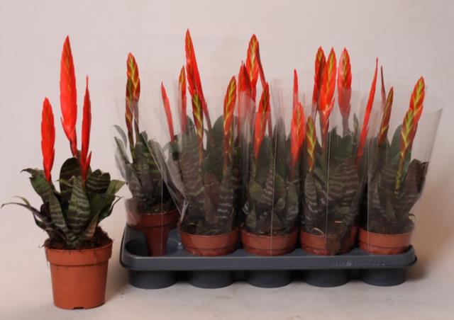 Vriesea Era 12Ø 35cm