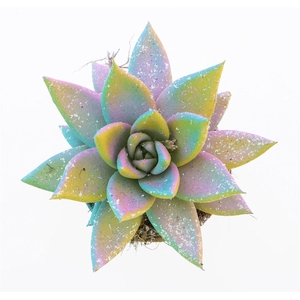 Echeveria Multi Glitter Mix