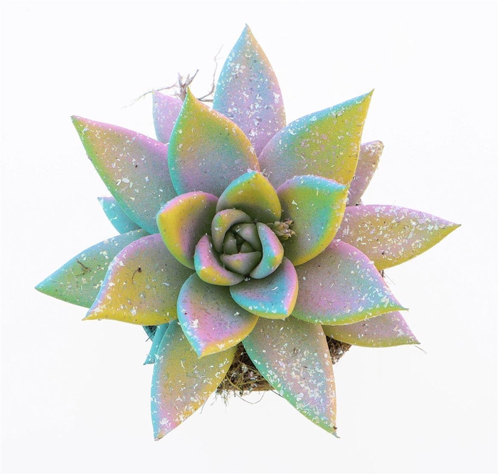 <h4>Echeveria Multi Glitter Mix</h4>