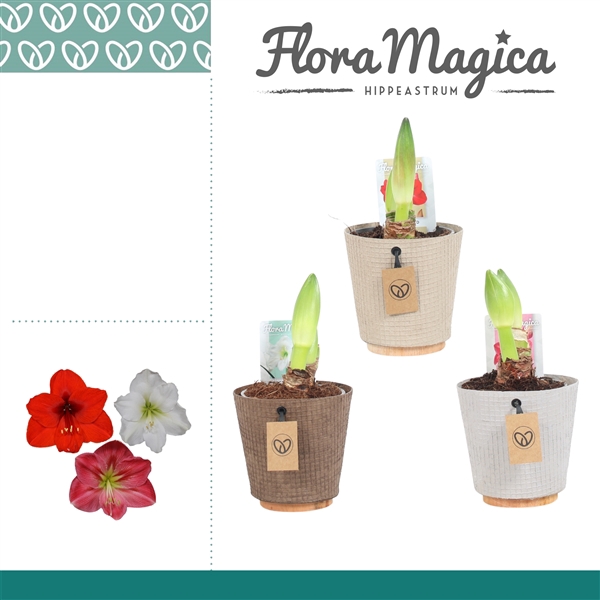 <h4>Hippeastrum Mix 2 Knop in Ompot Charta</h4>