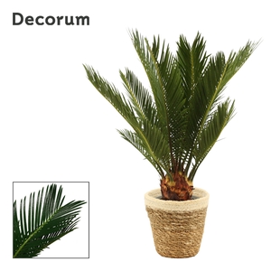 Cycas revoluta 12 cm, 6+ veren in Yves mand (Deco-collection)