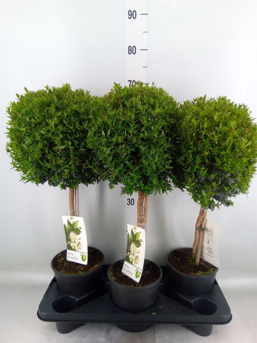 <h4>Myrtus communis</h4>