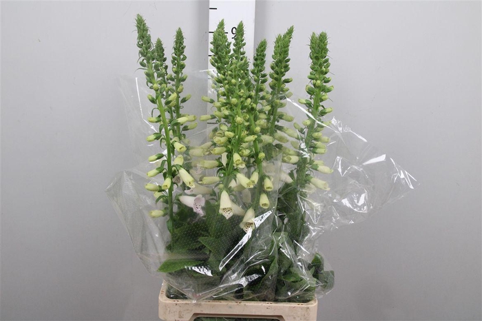 <h4>Digi Camelot Lavend</h4>