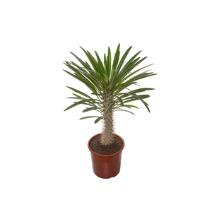 PACHYPODIUM LAMEREI P23