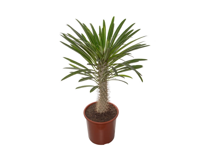 <h4>PACHYPODIUM LAMEREI P23</h4>