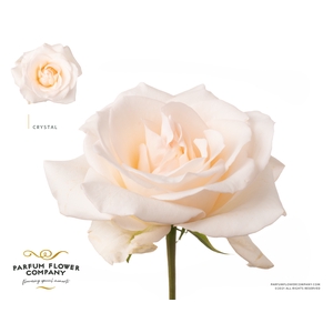 Rosa Premium Crystal