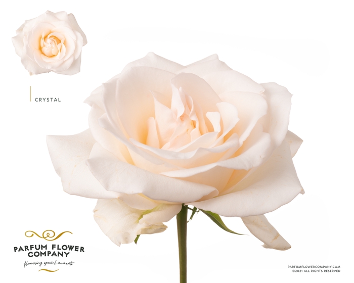 <h4>Rosa Premium Crystal</h4>