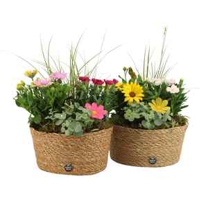 31704: Outdoor summer arrangement