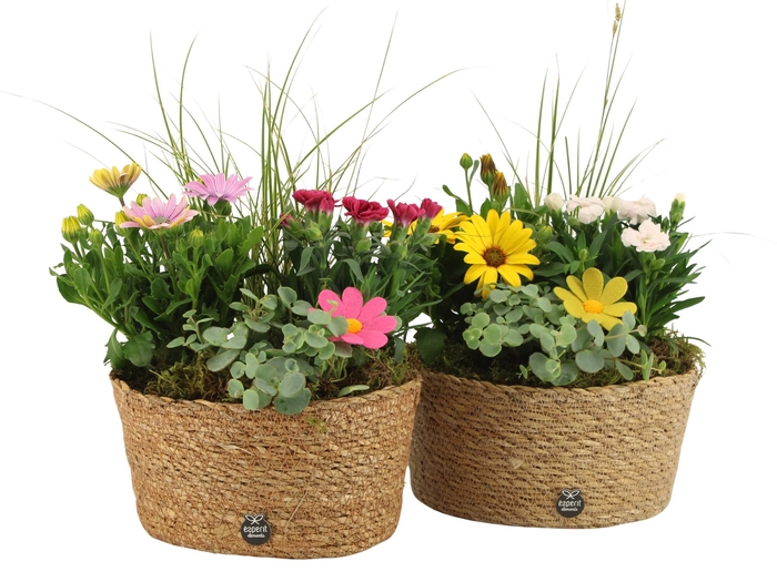 <h4>31704: Outdoor summer arrangement</h4>