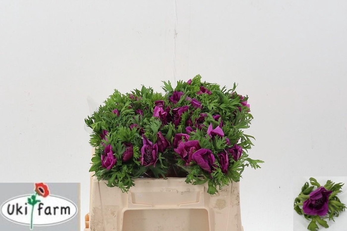 <h4>Anem Levante Fucsia</h4>