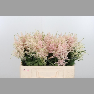 Astilbe Europa Roze