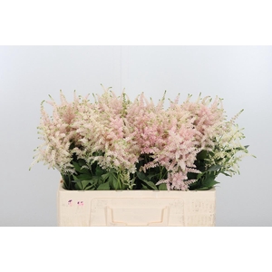 Astilbe Europa Roze
