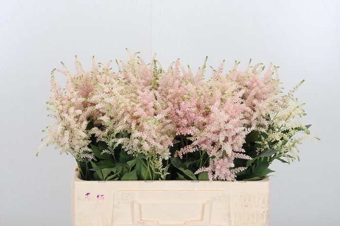 <h4>Astilbe Europa Roze</h4>