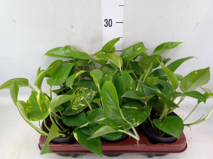 <h4>Epipremnum pinn. 'Aureum'</h4>