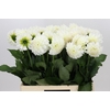 Dahlia Boom Boom White