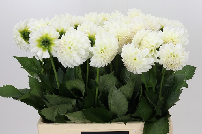 <h4>Dahlia Boom Boom White</h4>
