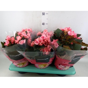 Begonia elat. DU 'Move2Joy Pink'