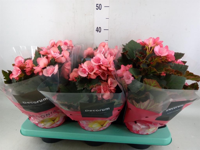 <h4>Begonia elat. DU 'Move2Joy Pink'</h4>