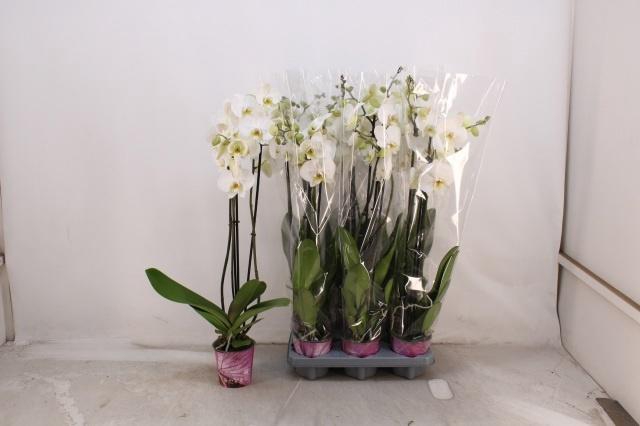 <h4>PHAL OV WIT</h4>