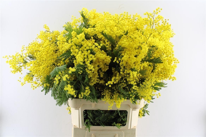 <h4>Acacia Mimosa Mirandole 500 Gram 100cm</h4>