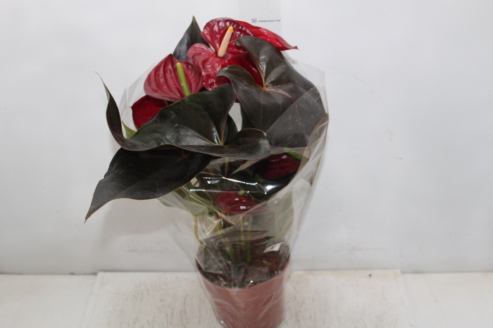 <h4>ANTHURIUM DELICATA P17</h4>