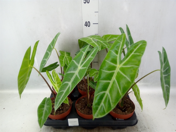 <h4>Alocasia   ...</h4>