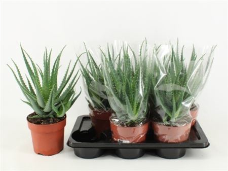 <h4>Aloe Arborescens</h4>