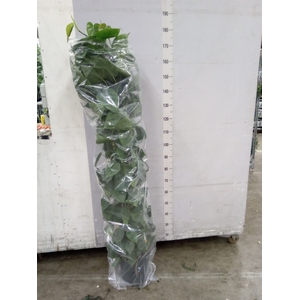Philodendron scand.