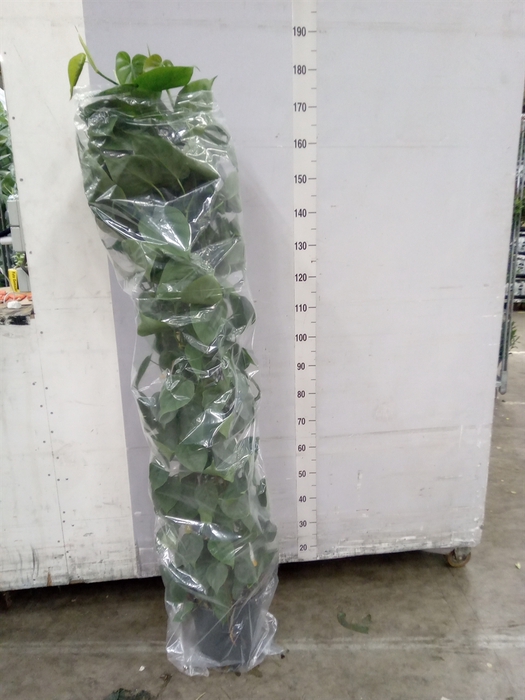 <h4>Philodendron scand.</h4>