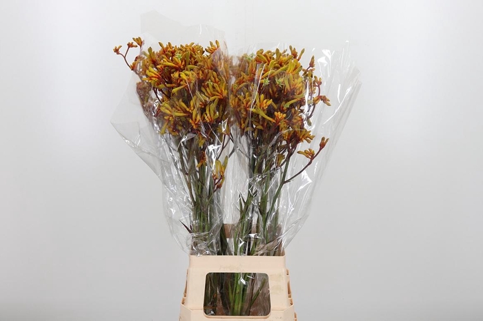 <h4>Anigoz Gold Fever</h4>