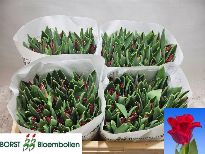 <h4>Tu Co Red Dress</h4>