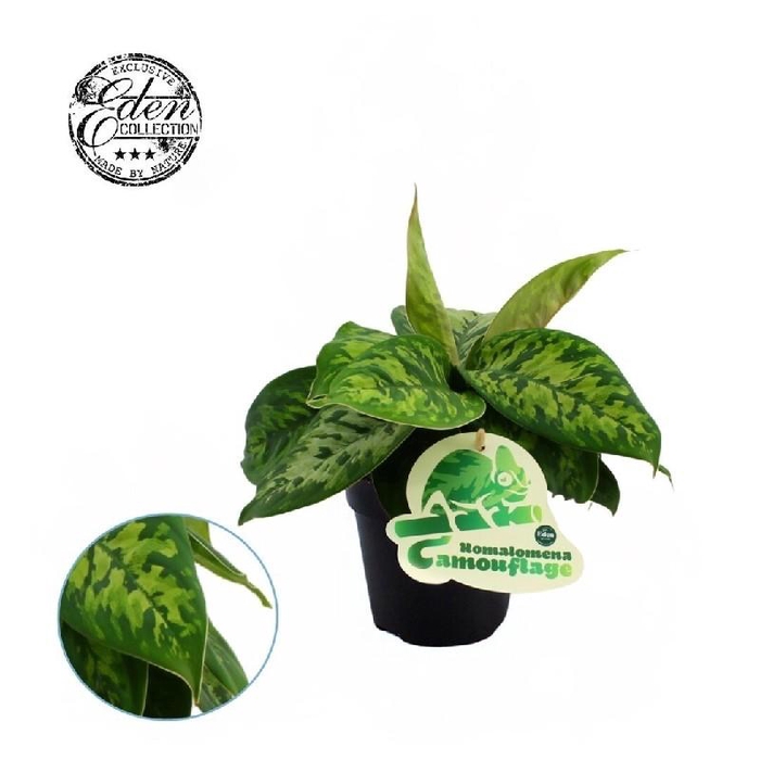 Homalomena 'Camouflage'