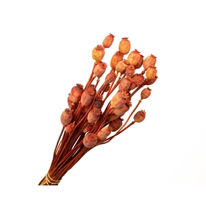 Papaver Orange