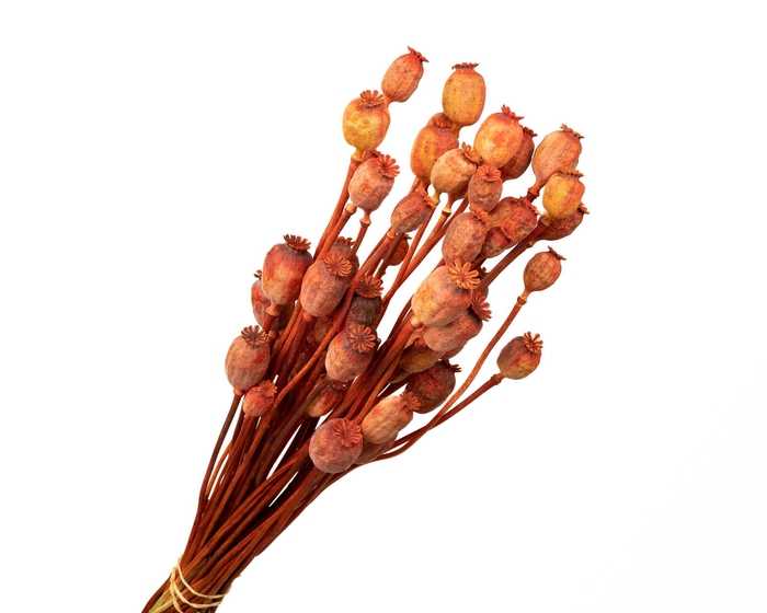 <h4>Papaver Orange</h4>