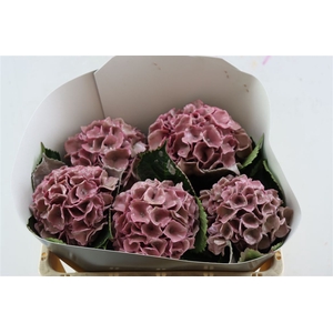 Hydr Wx 50cm Classic Pink