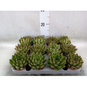 Echeveria agavoides