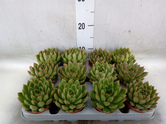 <h4>Echeveria agavoides</h4>