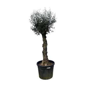 Olea Europaea Bonsai - 250cm