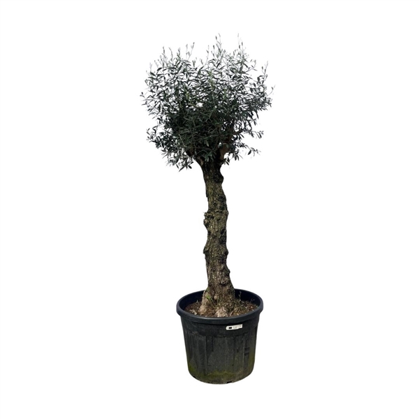 <h4>Olea Europaea Bonsai - 250cm</h4>