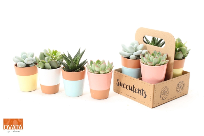<h4>Succ Gemengd Keramiek Terracotta</h4>
