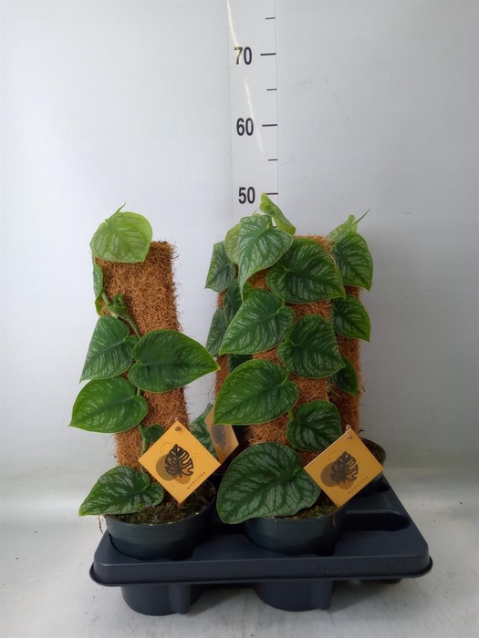 <h4>Rhaphidophora korthalsii</h4>