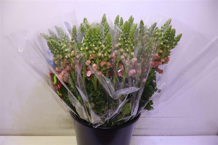 <h4>Antir Poto Pink</h4>