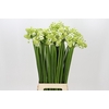 Ornithogalum Saundersiae