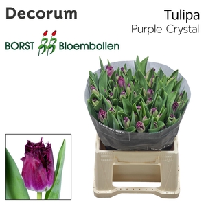 TU FR PURPLE CRYSTAL