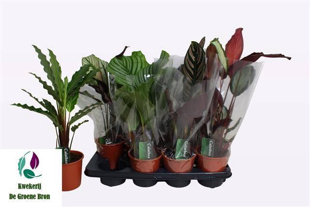 <h4>CALAT GEM 3 SRT</h4>