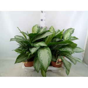 Aglaonema  'Silver Bay'