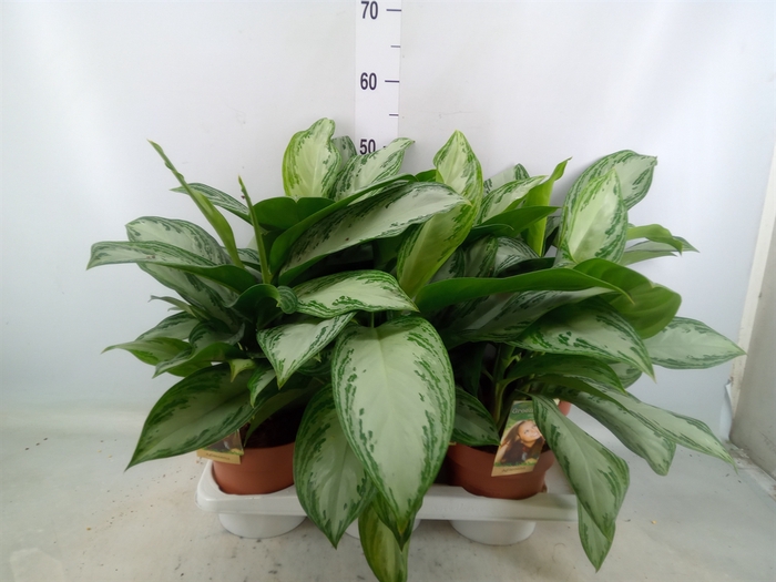 <h4>Aglaonema  'Silver Bay'</h4>