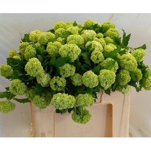 VIBURNUM ROSEUM