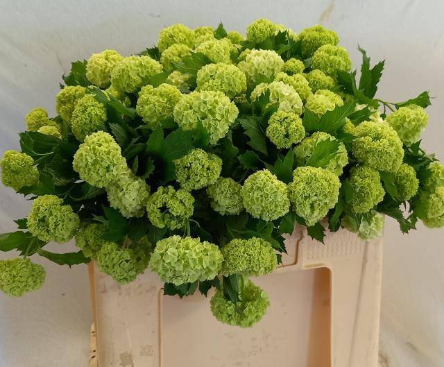 <h4>VIBURNUM ROSEUM</h4>