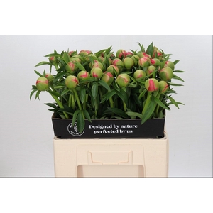 Paeonia coral charm